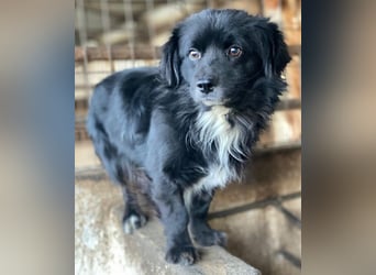 Mochi, geb. ca. 01/2024, lebt in GRIECHENLAND, auf einer privaten Pflegestelle