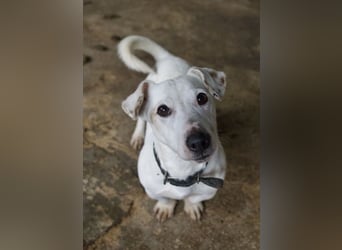 Josef, geb. ca. 10/2023, lebt in GRIECHENLAND, auf einer privaten Pflegestelle