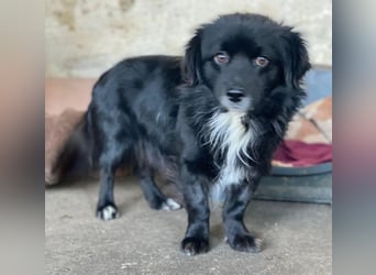 Mochi, geb. ca. 01/2024, lebt in GRIECHENLAND, auf einer privaten Pflegestelle