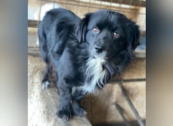 Mochi, geb. ca. 01/2024, lebt in GRIECHENLAND, auf einer privaten Pflegestelle