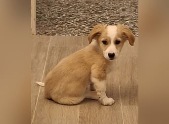 Aren, geb. ca. 09/2025, lebt in GRIECHENLAND, auf einer privaten Pflegestelle