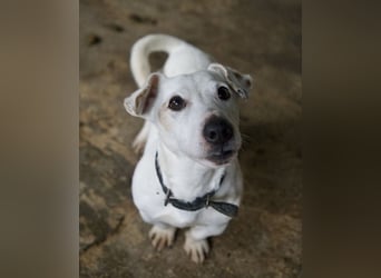 Josef, geb. ca. 10/2023, lebt in GRIECHENLAND, auf einer privaten Pflegestelle