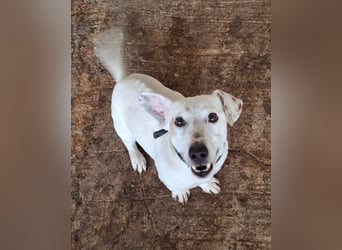 Josef, geb. ca. 10/2023, lebt in GRIECHENLAND, auf einer privaten Pflegestelle