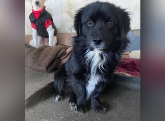 Mochi, geb. ca. 01/2024, lebt in GRIECHENLAND, auf einer privaten Pflegestelle