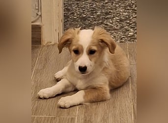 Aren, geb. ca. 09/2025, lebt in GRIECHENLAND, auf einer privaten Pflegestelle