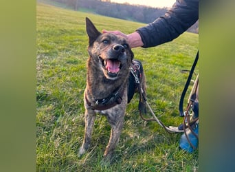 liebster Cuba in 72124 Pliezhausen auf einer Pflegestelle sucht sein Zuhause