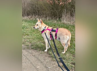 sensible Frieda auf Pflegestelle in 87754 Kammlach sucht ihr Zuhause