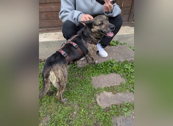 liebster Cuba in 72124 Pliezhausen auf einer Pflegestelle sucht sein Zuhause