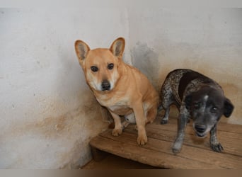 Cookie wünscht sich sein Zuhause für immer
