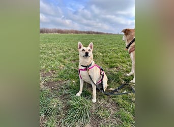 sensible Frieda auf Pflegestelle in 87754 Kammlach sucht ihr Zuhause