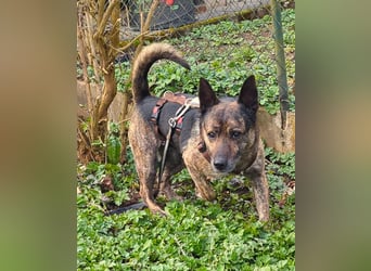 liebster Cuba in 72124 Pliezhausen auf einer Pflegestelle sucht sein Zuhause