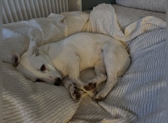 liebe Gloria in 88356 Ostrach auf Pflegestelle sucht ihr Zuhause für immer