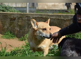 Cookie wünscht sich sein Zuhause für immer