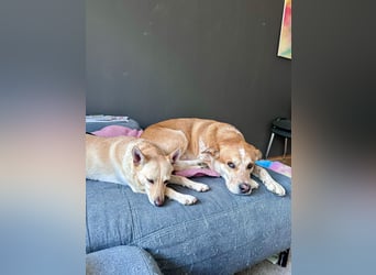 sensible Frieda auf Pflegestelle in 87754 Kammlach sucht ihr Zuhause