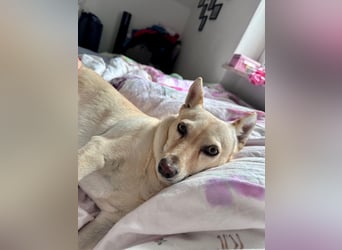 sensible Frieda auf Pflegestelle in 87754 Kammlach sucht ihr Zuhause