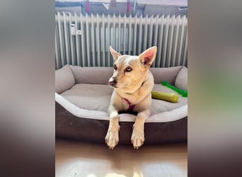 sensible Frieda auf Pflegestelle in 87754 Kammlach sucht ihr Zuhause