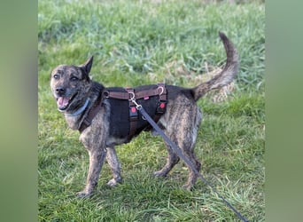 liebster Cuba in 72124 Pliezhausen auf einer Pflegestelle sucht sein Zuhause