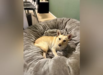 sensible Frieda auf Pflegestelle in 87754 Kammlach sucht ihr Zuhause