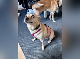 sensible Frieda auf Pflegestelle in 87754 Kammlach sucht ihr Zuhause