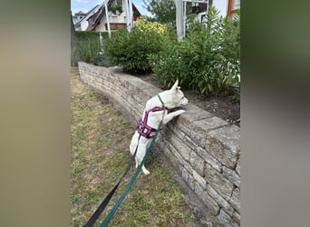 liebe Gloria in 88356 Ostrach auf Pflegestelle sucht ihr Zuhause für immer