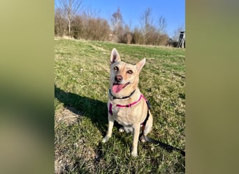 sensible Frieda auf Pflegestelle in 87754 Kammlach sucht ihr Zuhause