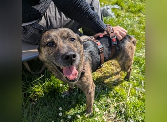 liebster Cuba in 72124 Pliezhausen auf einer Pflegestelle sucht sein Zuhause