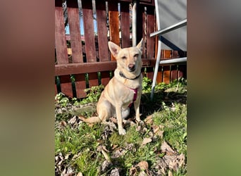 sensible Frieda auf Pflegestelle in 87754 Kammlach sucht ihr Zuhause