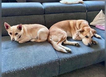 sensible Frieda auf Pflegestelle in 87754 Kammlach sucht ihr Zuhause