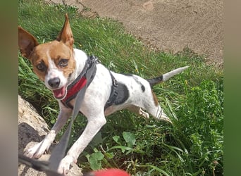 Lulú sucht ihr Zuhause für immer