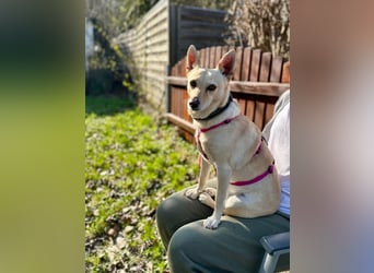 sensible Frieda auf Pflegestelle in 87754 Kammlach sucht ihr Zuhause