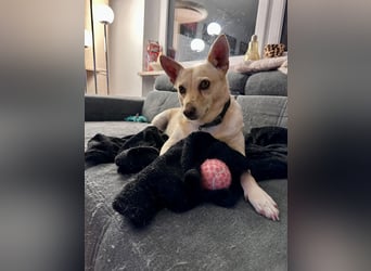 sensible Frieda auf Pflegestelle in 87754 Kammlach sucht ihr Zuhause