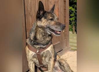 liebster Cuba in 72124 Pliezhausen auf einer Pflegestelle sucht sein Zuhause