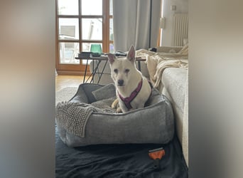 liebe Gloria in 88356 Ostrach auf Pflegestelle sucht ihr Zuhause für immer