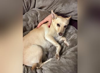 sensible Frieda auf Pflegestelle in 87754 Kammlach sucht ihr Zuhause