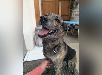 liebster Cuba in 72124 Pliezhausen auf einer Pflegestelle sucht sein Zuhause