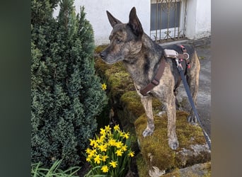 liebster Cuba in 72124 Pliezhausen auf einer Pflegestelle sucht sein Zuhause
