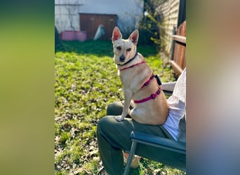 sensible Frieda auf Pflegestelle in 87754 Kammlach sucht ihr Zuhause