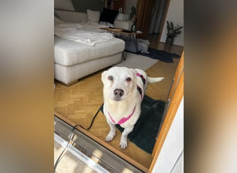 liebe Gloria in 88356 Ostrach auf Pflegestelle sucht ihr Zuhause für immer