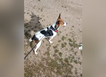 Lulú sucht ihr Zuhause für immer