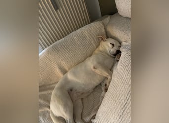liebe Gloria in 88356 Ostrach auf Pflegestelle sucht ihr Zuhause für immer
