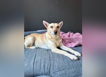 sensible Frieda auf Pflegestelle in 87754 Kammlach sucht ihr Zuhause