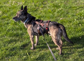 liebster Cuba in 72124 Pliezhausen auf einer Pflegestelle sucht sein Zuhause