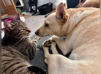 sensible Frieda auf Pflegestelle in 87754 Kammlach sucht ihr Zuhause