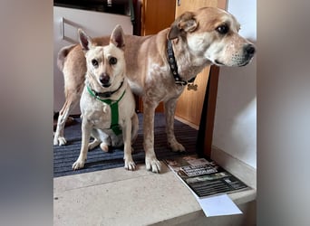 sensible Frieda auf Pflegestelle in 87754 Kammlach sucht ihr Zuhause