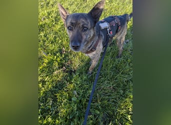 liebster Cuba in 72124 Pliezhausen auf einer Pflegestelle sucht sein Zuhause