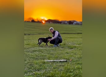 liebster Cuba in 72124 Pliezhausen auf einer Pflegestelle sucht sein Zuhause