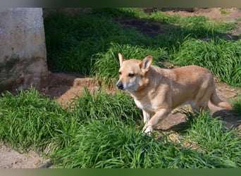 Cookie wünscht sich sein Zuhause für immer
