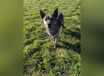 liebster Cuba in 72124 Pliezhausen auf einer Pflegestelle sucht sein Zuhause