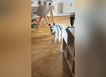 liebe Gloria in 88356 Ostrach auf Pflegestelle sucht ihr Zuhause für immer