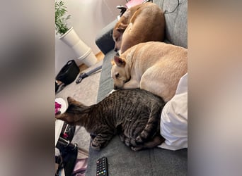 sensible Frieda auf Pflegestelle in 87754 Kammlach sucht ihr Zuhause